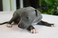 Misa, a female Italian Greyhound for sale in Kingston, OK – 9 of 10