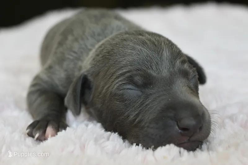 Rae – Italian Greyhound puppy for sale in Kingston, OK