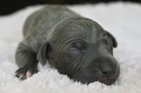 Rae, a female Italian Greyhound for sale in Kingston, OK – 1 of 5