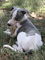 Kiwi, a female Whippet for sale in Kingston, OK – 2 of 10