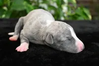 Kora, a female Whippet for sale in Kingston, OK – 6 of 6