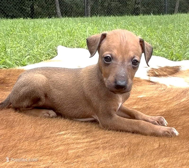 Stormy – Italian Greyhound puppy for sale in Kingston, OK