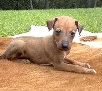 Stormy, a female Italian Greyhound for sale in Kingston, OK – 1 of 10