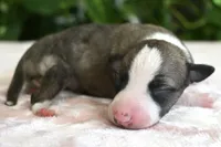 Kit, a female Whippet for sale in Kingston, OK – 3 of 5