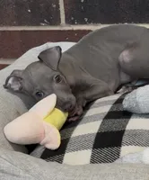 Quill, a male Italian Greyhound for sale in Kingston, OK – 3 of 10