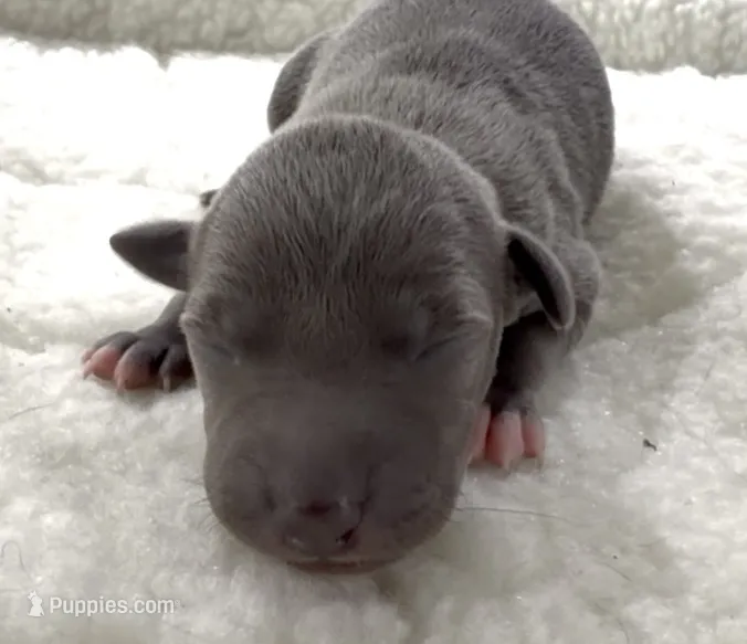 Memphis – Italian Greyhound puppy for sale in Kingston, OK