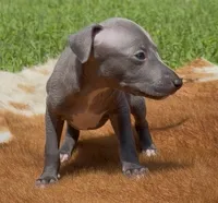 Quill, a male Italian Greyhound for sale in Kingston, OK – 3 of 10
