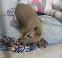 June, a female Italian Greyhound for sale in Kingston, OK – 4 of 10