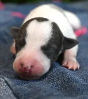 Sabrina, a female Whippet for sale in Kingston, OK – 4 of 6