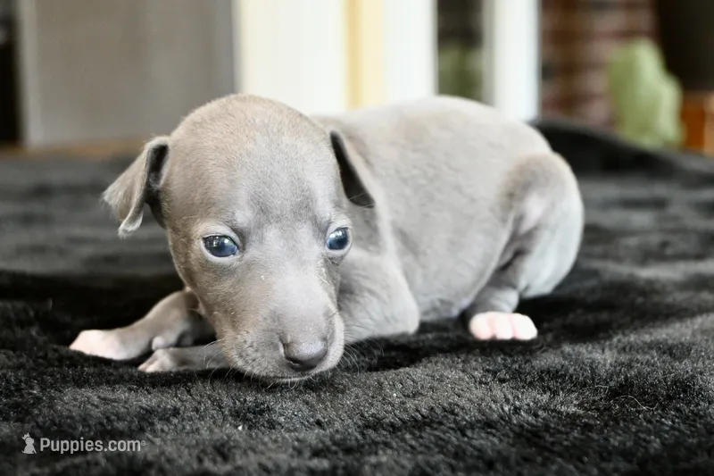 Maynard – Italian Greyhound puppy for sale in Kingston, OK