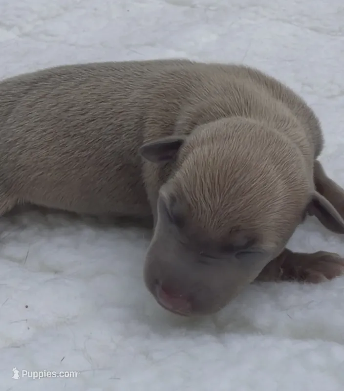 Jasper – Italian Greyhound puppy for sale in Kingston, OK