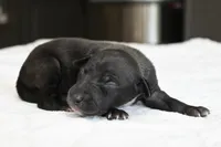 Tito, a male Italian Greyhound for sale in Kingston, OK – 4 of 5