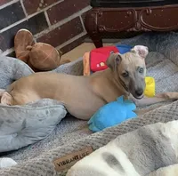 Bennett, a male Italian Greyhound for sale in Kingston, OK – 2 of 10