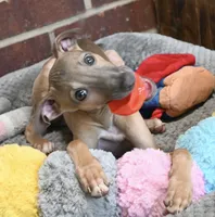 Jaxx, a male Italian Greyhound for sale in Kingston, OK – 3 of 10
