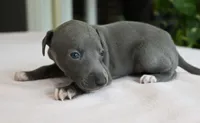 Misa, a female Italian Greyhound for sale in Kingston, OK – 7 of 10