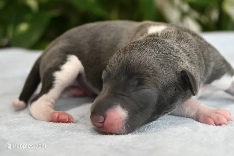 Benson – Italian Greyhound puppy for sale in Kingston, OK