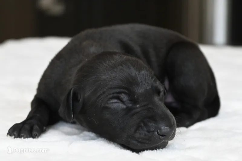Skylar – Italian Greyhound puppy for sale in Kingston, OK