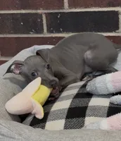 Quill, a male Italian Greyhound for sale in Kingston, OK – 2 of 10