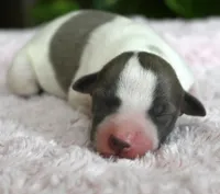 Gracie, a female Whippet for sale in Kingston, OK – 1 of 5