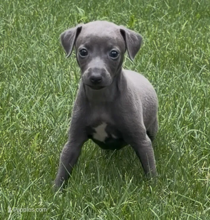 June – Italian Greyhound puppy for sale in Kingston, OK