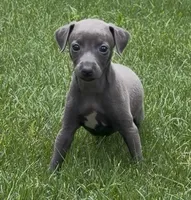 June, a female Italian Greyhound for sale in Kingston, OK – 1 of 9