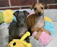 Stormy, a female Italian Greyhound for sale in Kingston, OK – 3 of 10