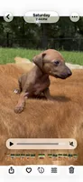 Nimbus, a male Italian Greyhound for sale in Kingston, OK – 2 of 10