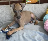 Jaxx, a male Italian Greyhound for sale in Kingston, OK – 2 of 10
