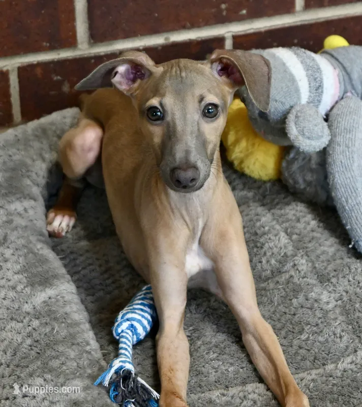 Jaxx – Italian Greyhound puppy for sale in Kingston, OK