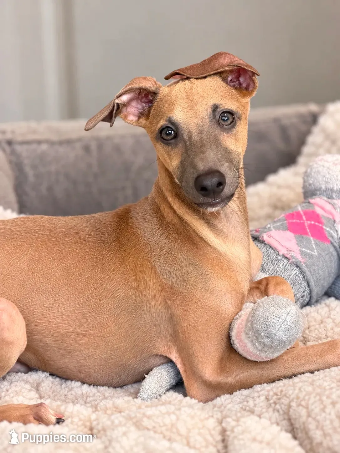 Bennett, a male Italian Greyhound for sale in Kingston, OK – 4 of 10