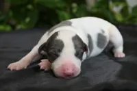 Sienna, a female Whippet for sale in Kingston, OK – 1 of 5