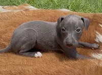 Rae, a female Italian Greyhound for sale in Kingston, OK – 4 of 10