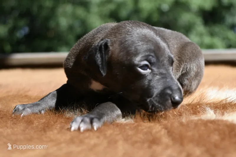 Tess – Italian Greyhound puppy for sale in Kingston, OK