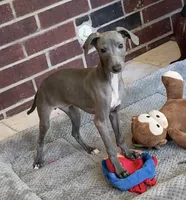 Taz, a male Italian Greyhound for sale in Kingston, OK – 4 of 10