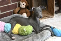 Maynard, a male Italian Greyhound for sale in Kingston, OK – 6 of 10