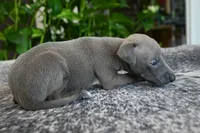 Blizzy, a male Italian Greyhound for sale in Kingston, OK – 6 of 10
