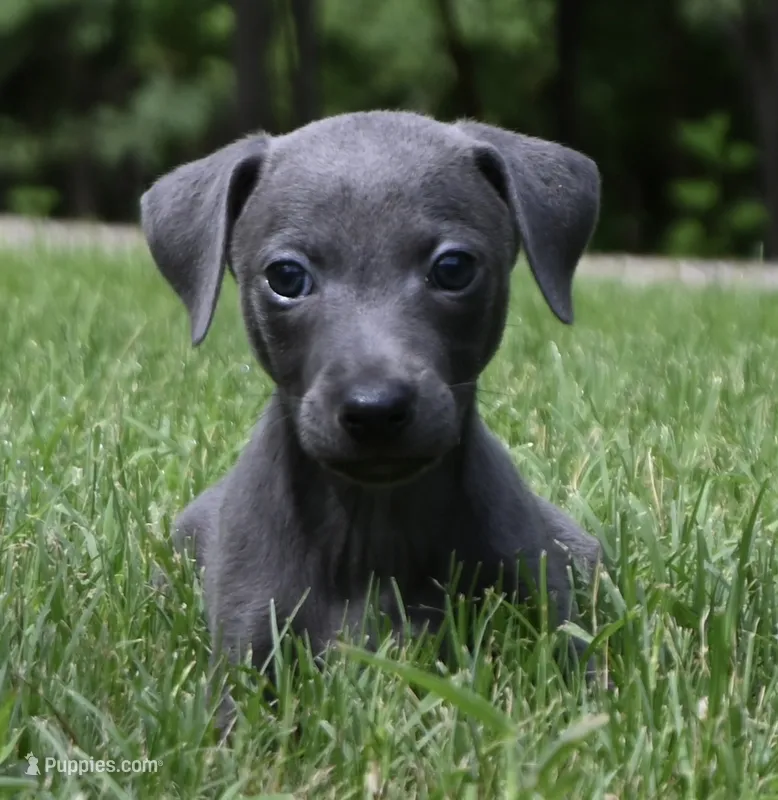 Brio – Italian Greyhound puppy for sale in Kingston, OK