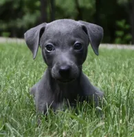 Brio, a male Italian Greyhound for sale in Kingston, OK – 1 of 10