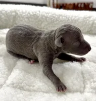 Millie, a female Italian Greyhound for sale in Kingston, OK – 2 of 5