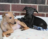 Driz, a female Italian Greyhound for sale in Kingston, OK – 2 of 10