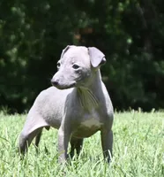 Hailie, a female Italian Greyhound for sale in Kingston, OK – 10 of 10