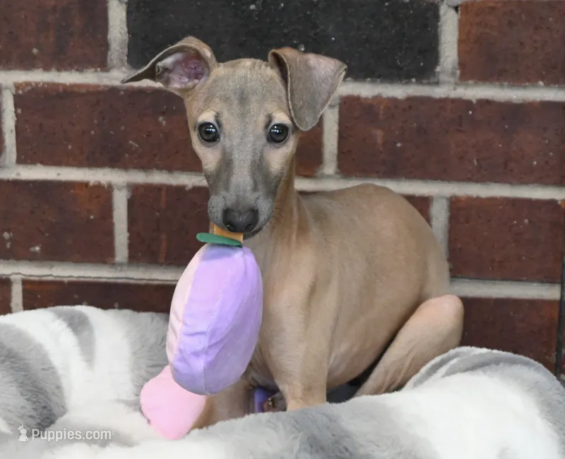 June – Italian Greyhound puppy for sale in Kingston, OK