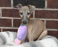 June, a female Italian Greyhound for sale in Kingston, OK – 4 of 10
