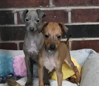 Sandi, a female Italian Greyhound for sale in Kingston, OK – 2 of 10
