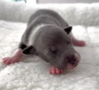 Macho, a male Italian Greyhound for sale in Kingston, OK – 1 of 5