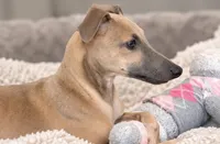 Bennett, a male Italian Greyhound for sale in Kingston, OK – 2 of 10