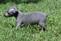 Millie, a female Italian Greyhound for sale in Kingston, OK – 6 of 10