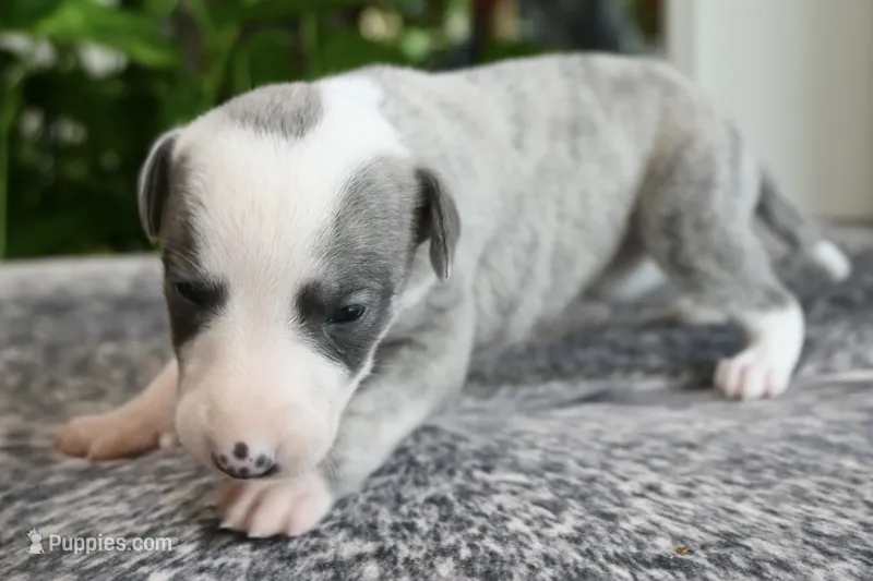 Skye – Whippet puppy for sale in Kingston, OK
