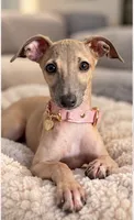 June, a female Italian Greyhound for sale in Kingston, OK – 1 of 10