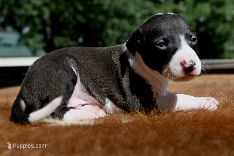 Tango – Italian Greyhound puppy for sale in Kingston, OK